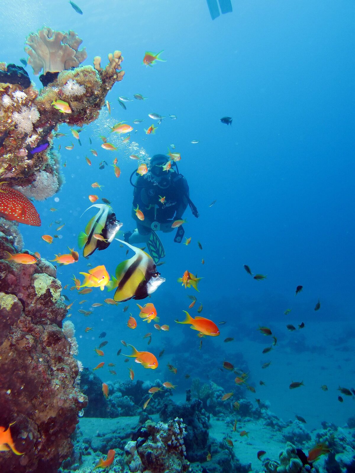 Scuba Diving