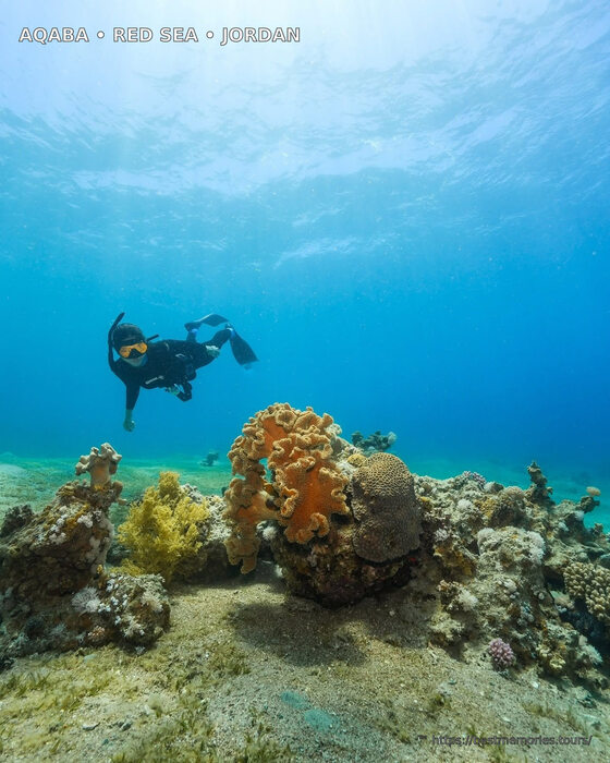 Red Sea coral reef and scuba diver at an Aqaba diving site in southern Jordan