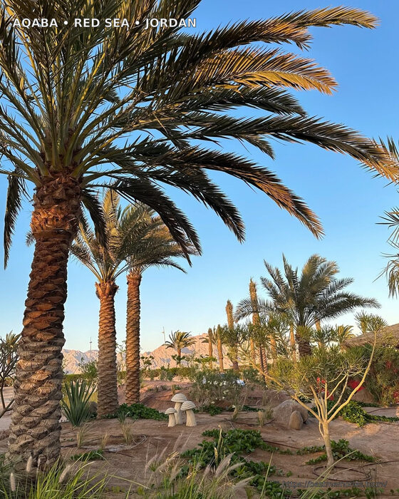 Palm garden in Aqaba, Jordan with Red Sea desert mountains and landscaped resort grounds