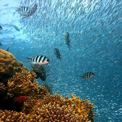 Coral reef diving and snorkeling in the Red Sea, Aqaba, Jordan (photo 1)