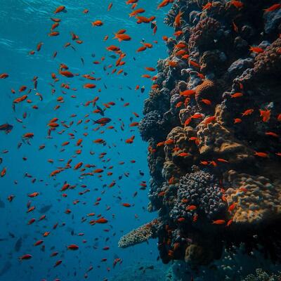 Coral reef diving and snorkeling in the Red Sea, Aqaba, Jordan (photo 2)