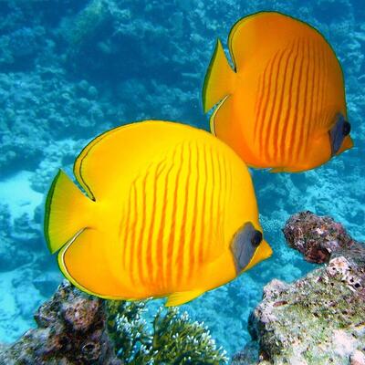 Coral reef diving and snorkeling in the Red Sea, Aqaba, Jordan (photo 3)