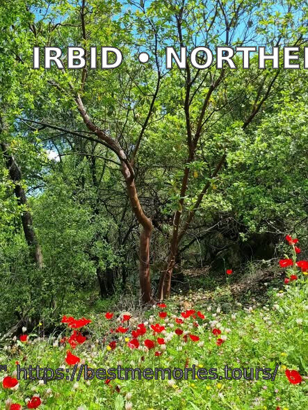 Spring wildflowers and woodland in northern Jordan near Irbid