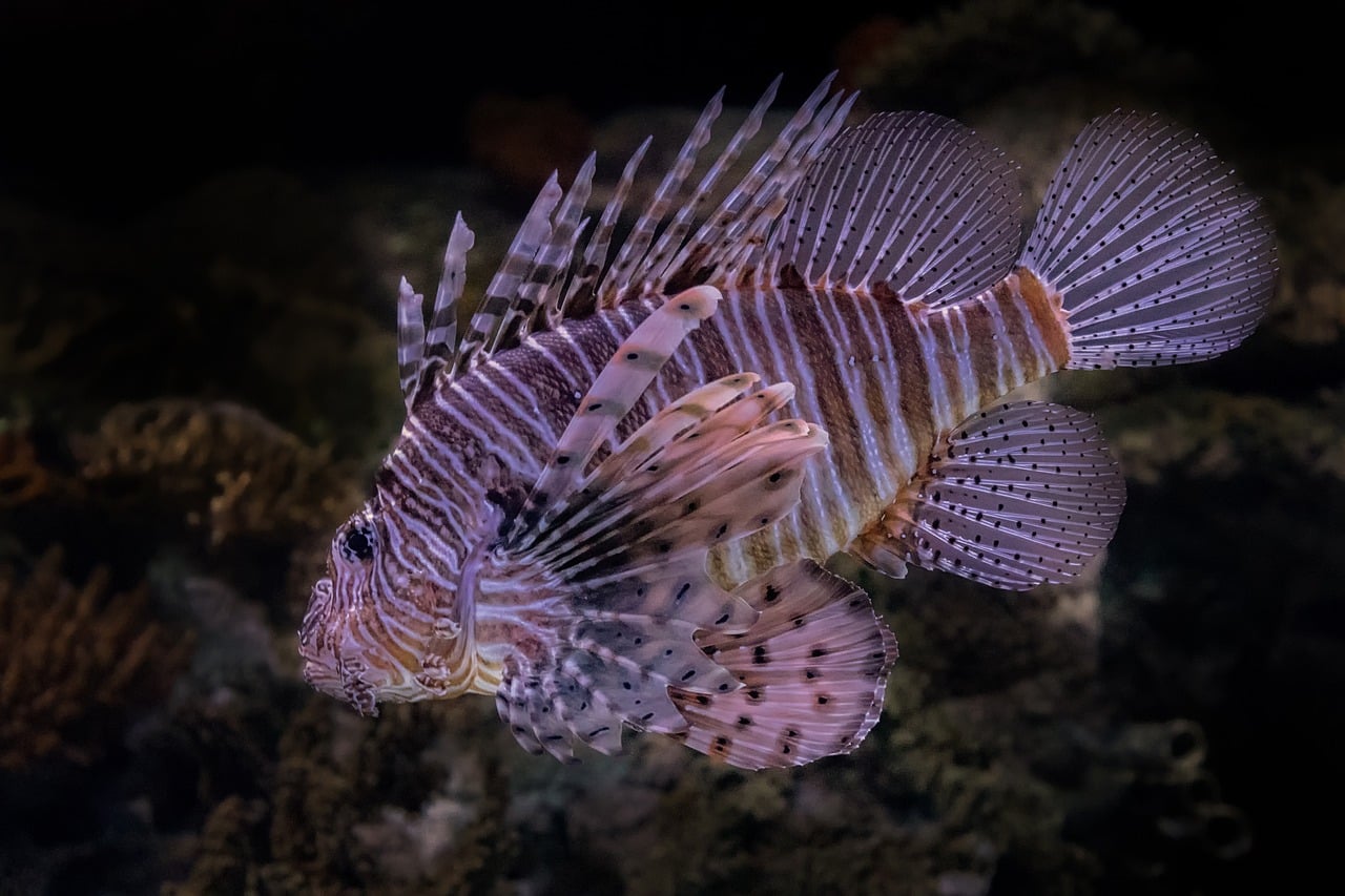 Colorful coral reef and fish while snorkeling the Red Sea at Aqaba, Jordan