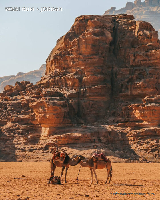 Camels beneath red sandstone cliffs in Wadi Rum, Jordan